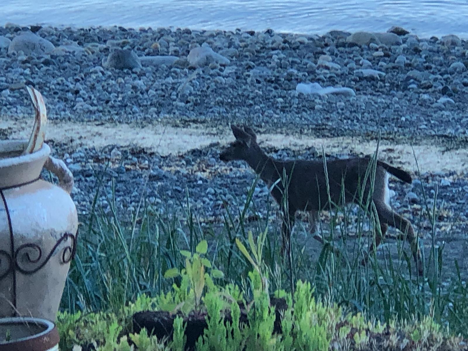 wildlife 1